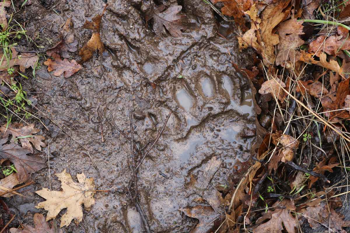 Bear paw print in the mud