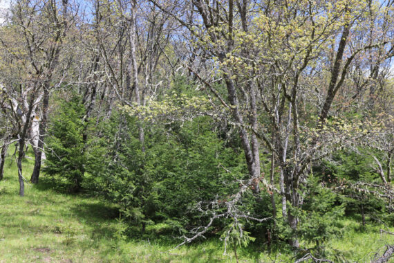 Example of Conifer Encroachment on Black Oak