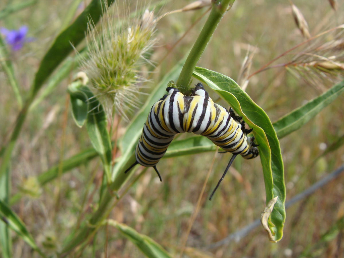 Monarch caterpillar on Narrowleaf Milkweed