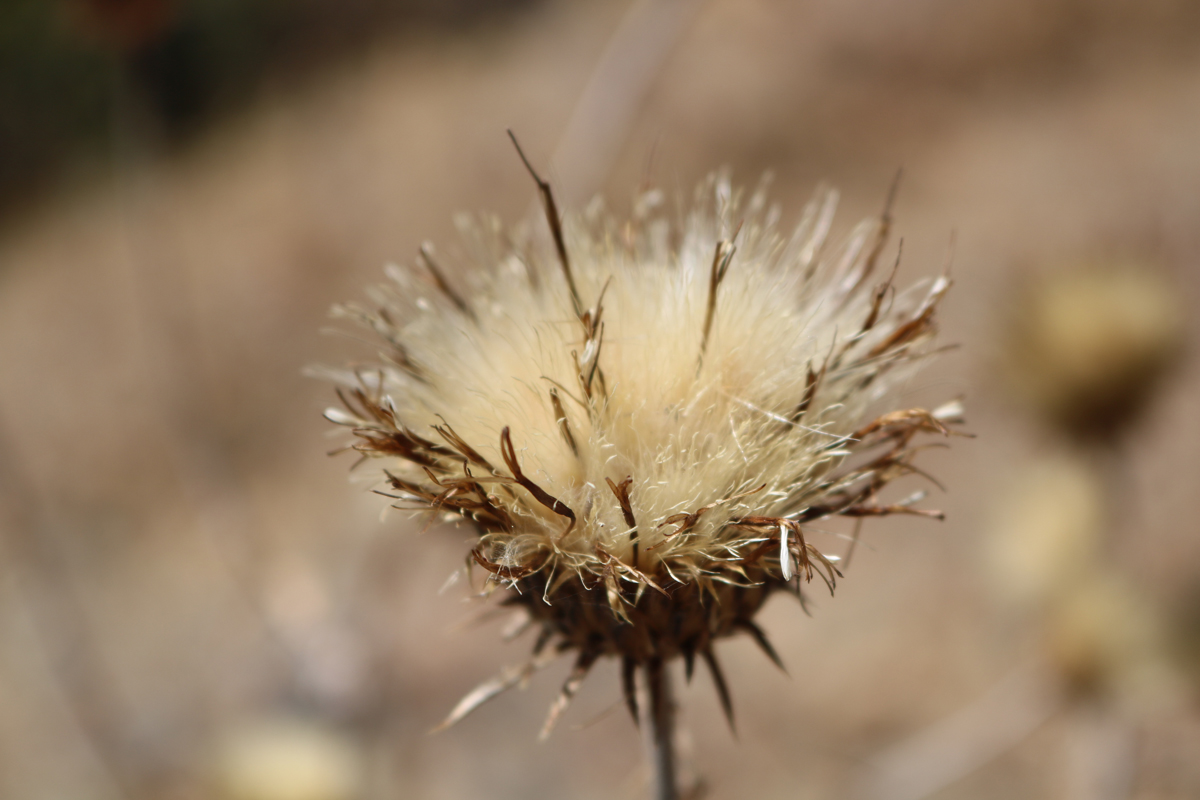 Mt. Ashland Thistle <em>(Cirsium ciliolatum)</em> seed head