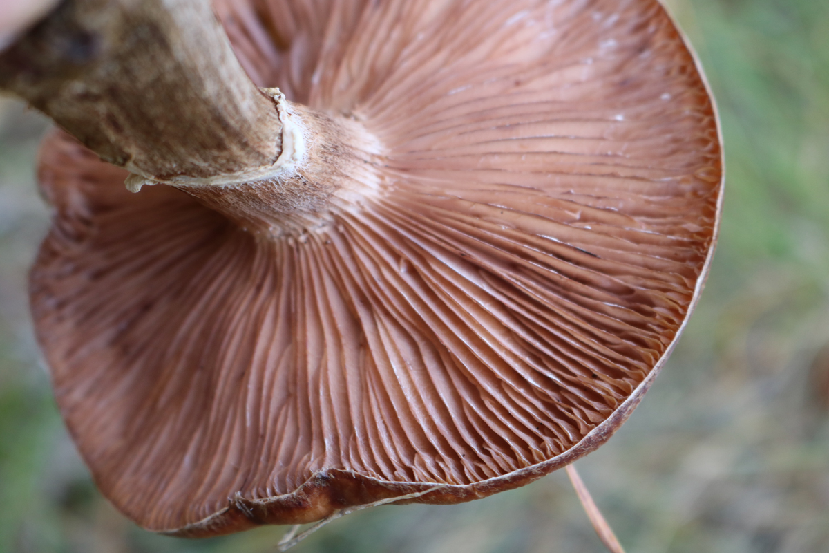 Unidentified mushroom, showing gills