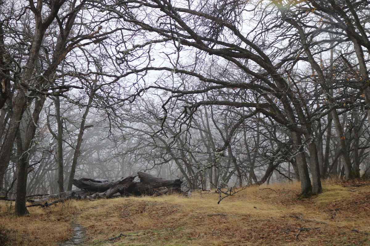 Oaks in the Mist