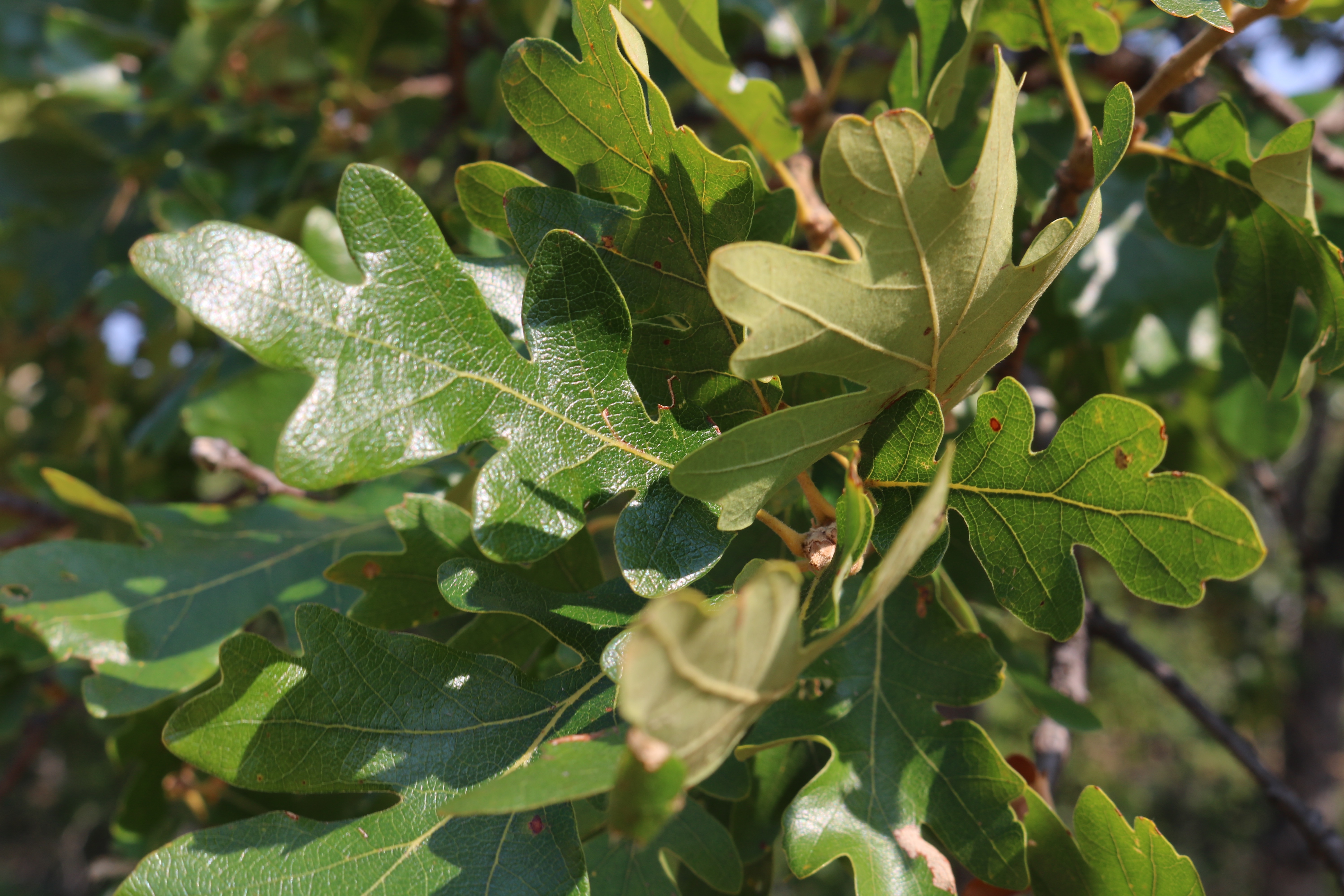 Leaves of Oregon White Oak <em>(Q. garryana)</em>