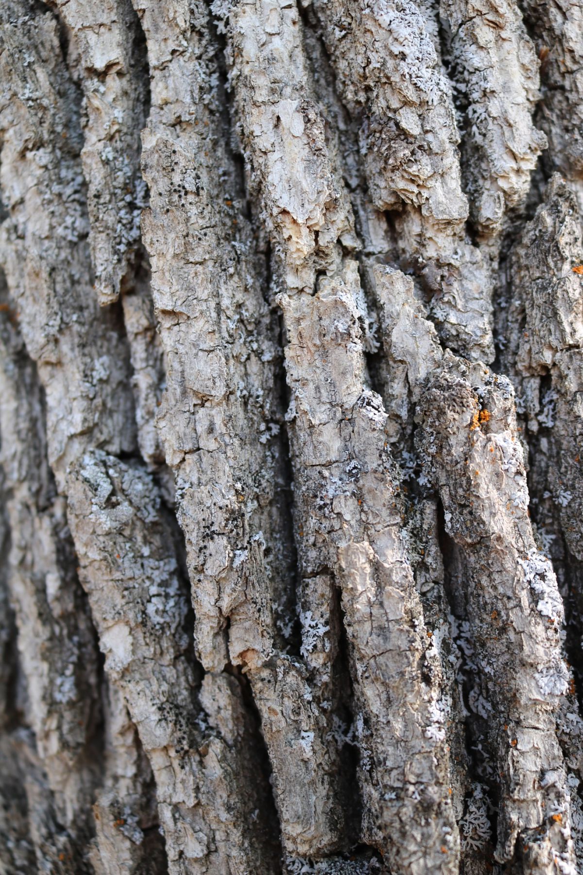 Bark of Oregon White Oak <em>(Q. garryana)</em>
