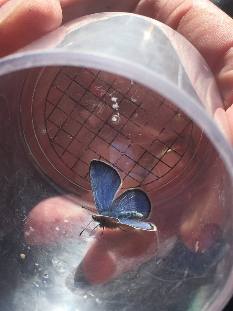 Silvery Blue Butterfly <em>(Glaucopsyche lygdamus)</em>